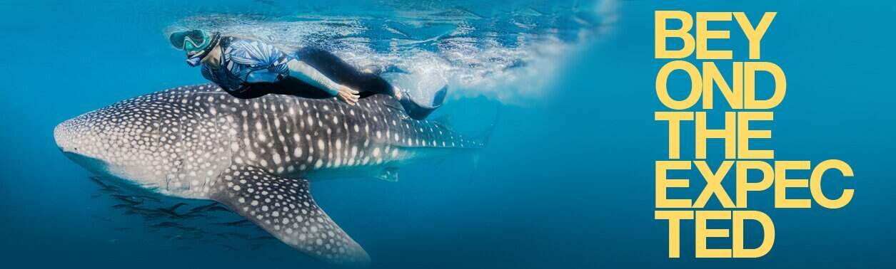 Hombre buceando con delfines con equipamiento aqualung